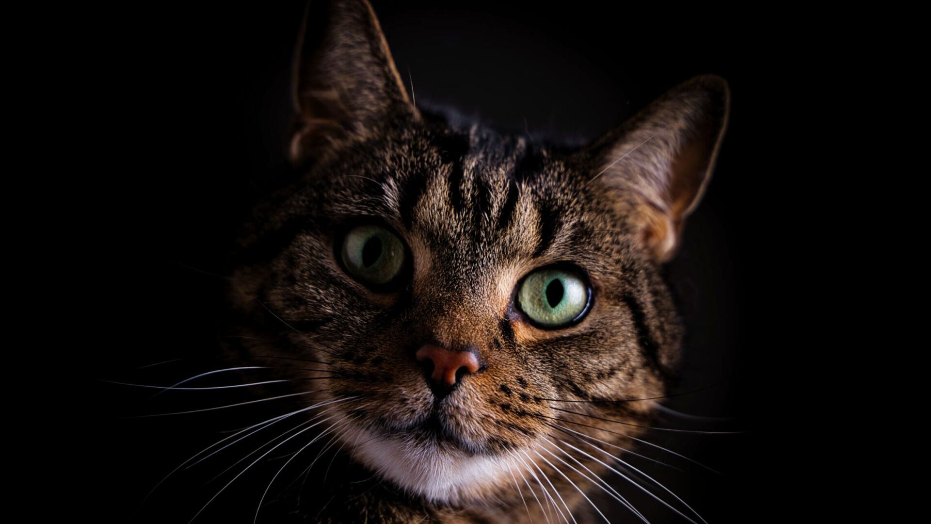 Katzenshooting: Kater Micky – Das Portrait 2024